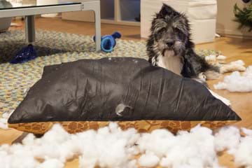 dog ripped off cushion