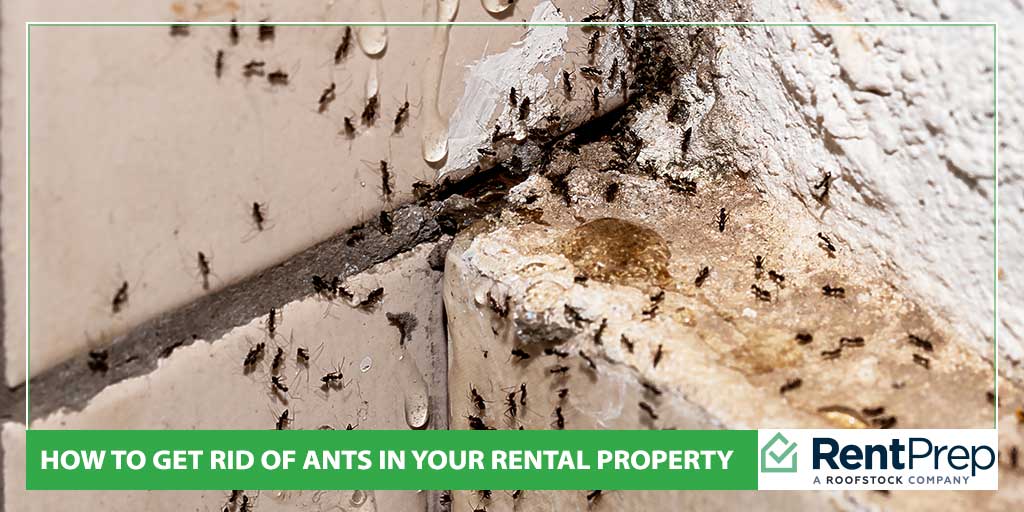 How to Get Rid of Ants in Your Rental Property