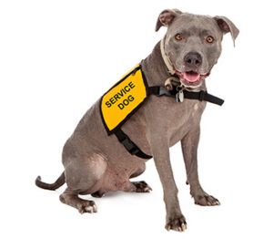 Common Conflicts with Assistance Animals