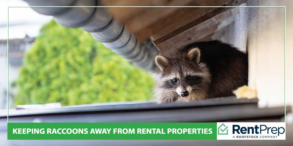 Keeping Raccoons Away From Rental Properties