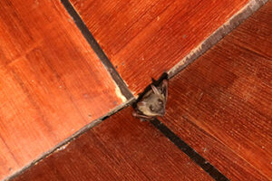 Bat in my apartment