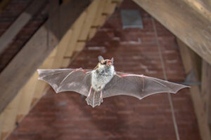 The Wrong Way To Get Rid of Bats in the Attic