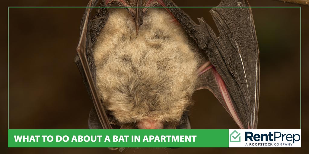 What To Do About A Bat In Apartment