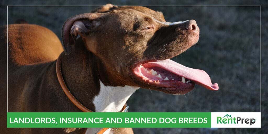 LANDLORDS, INSURANCE AND BANNED DOG BREEDS