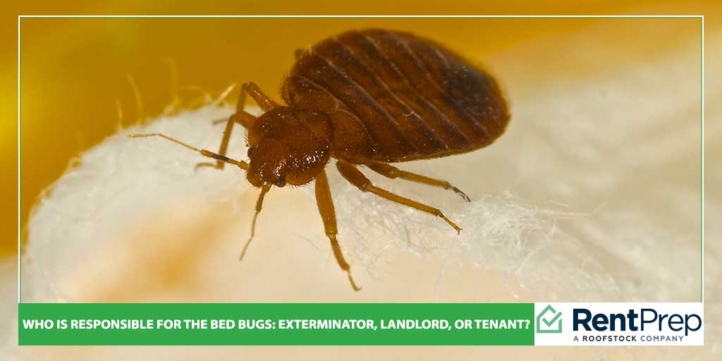 Who Is Responsible For The Bed Bugs: Exterminator, Landlord, Or Tenant?