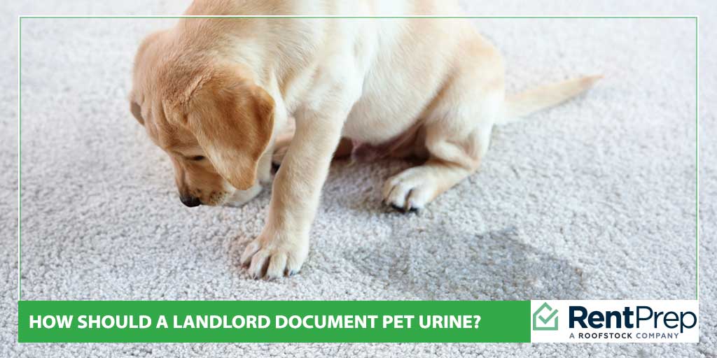 How Should A Landlord Document Pet Urine?