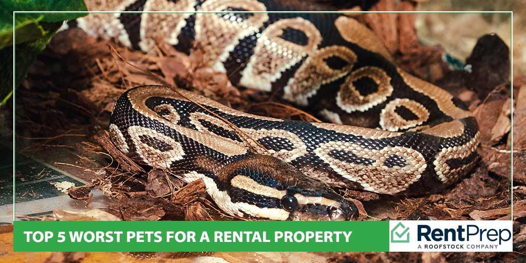 Top 5 Worst Pets for a Rental Property