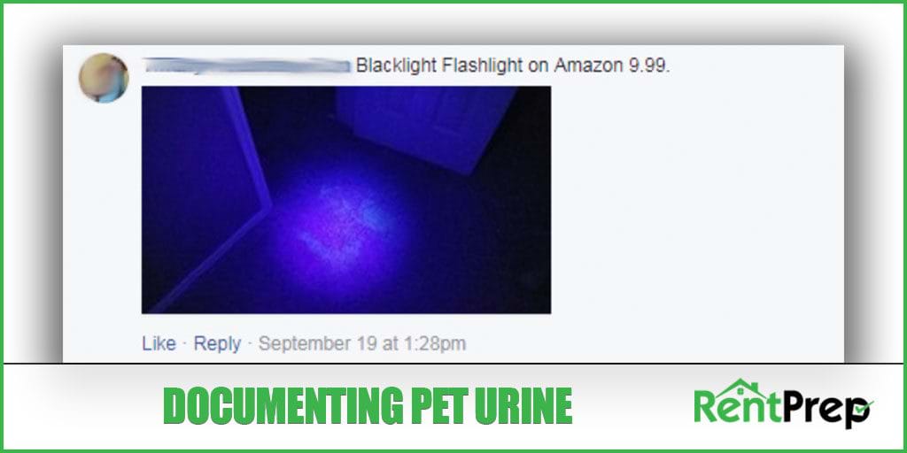 documenting pet urine