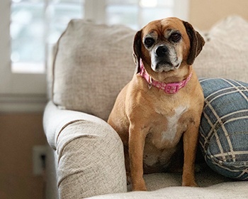 Small brown dog with a pink collar sitting on a living room couch