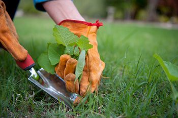 Is A Tenant Responsible For Lawn Maintenance?